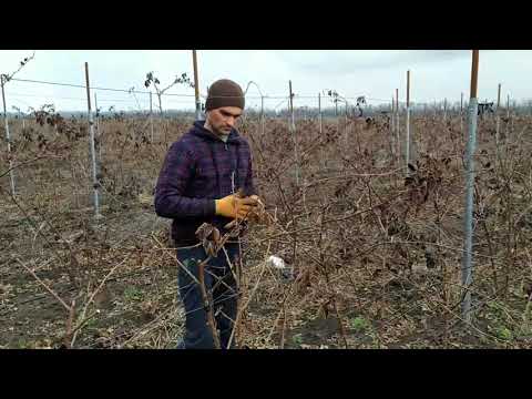 Видео: ВЕСЕННЯЯ ОБРЕЗКА ЕЖЕВИКИ