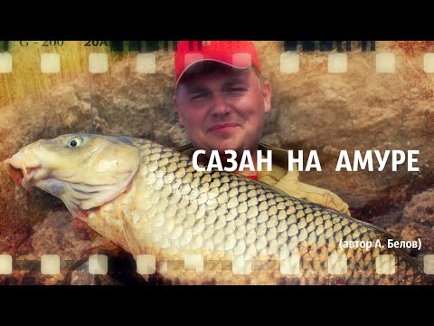 Видео: Сазан на Амуре (автор А. Белов)