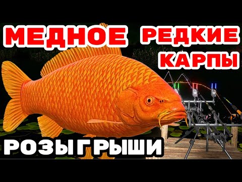 Видео: МЕДНОЕ ЛОВИМ РЕДКИХ КАРПОВ 🎁 РОЗЫГРЫШИ И ТУРНИРЫ 🔴 В  РУЛЕТКЕ - РАПТОР, ВЕНГА, РОД ПОД 💥СТРИМ РР4