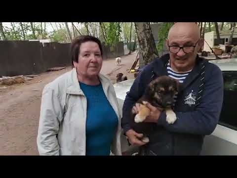 Видео: #Дора, на связи🐶🐶🐶