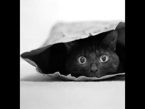 Видео: Как не ошибиться при выборе жены?