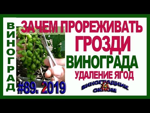 Видео: 🍇 Прореживаем, проветриваем  грозди винограда. ВРЕД и ПОЛЬЗА от прореживания и удаления ягод.