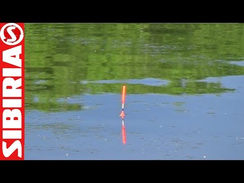 Видео: Рыбалка на поплавок. Разведка новых мест, пруд Бузим и пруд Иркутское СИБИРИЯ