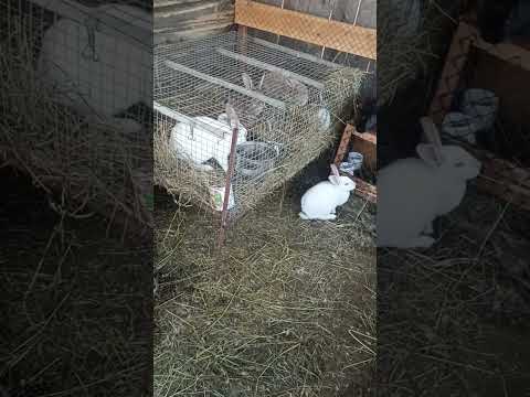 Видео: Испытание холодом