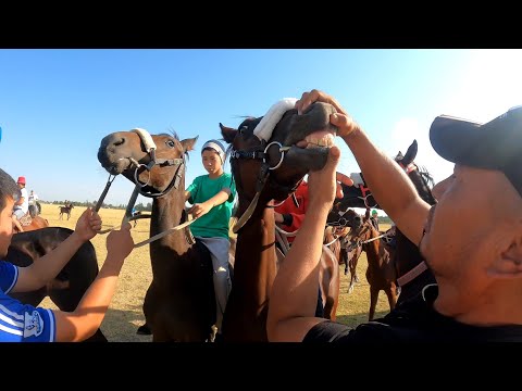 Видео: Тай бәйге-Қордай ауданы Қарасу ауылы 06.09.2022 2 круг