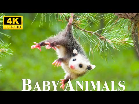 Видео: Baby Animals 4K — милые маленькие дикие животные под расслабляющую музыку и музыку для хорошего