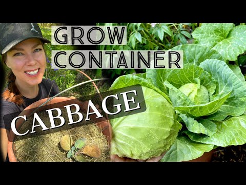 Видео: Как вырастить капусту в контейнере