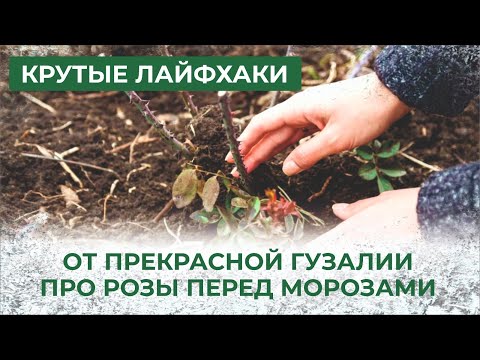Видео: Розы, прекрасные и нежные, не любят морозов. Готовим к зимовке