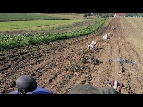 Видео: Копаємо картоплю сорту "Слов'янка".Яка ж врожайність цього року?