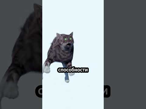 Видео: Всегда ли кошки приземляются на лапы? 🐱 #животные