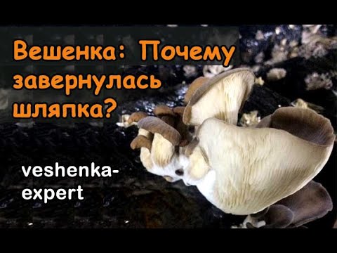 Видео: Шляпка вешенки завернута вверх или вниз. Разберем, по каким причинам