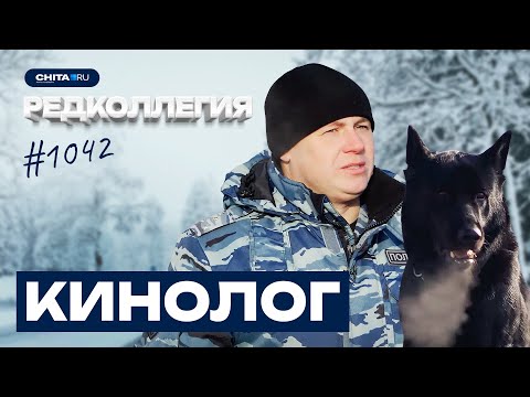 Видео: Как живут служебные собаки