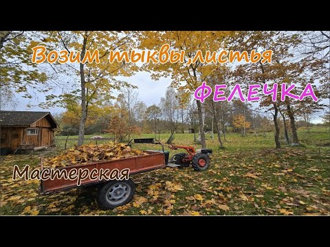 Видео: Возим тыквы,накрываем листьями чеснок.Феликс.Мастерская.