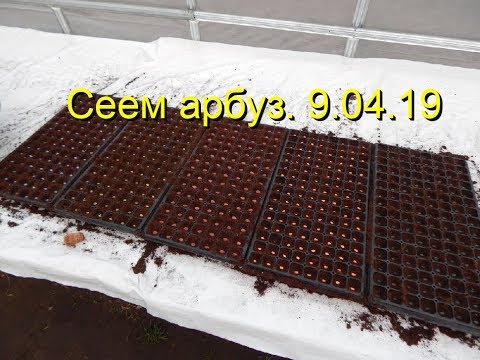 Видео: Сеем Арбуз. 9.04.19