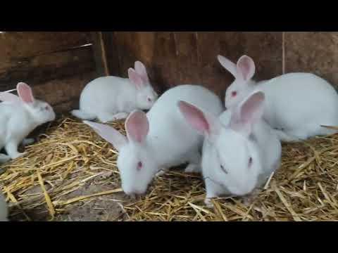 Видео: Кролики Белый Паннон