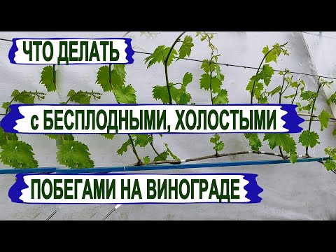 Видео: 🍇 А Вы тоже удаляете ЭТИ БЕСПЛОДНЫЕ/ХОЛОСТЫЕ побеги на винограде? Как я нормирую кусты побегами.