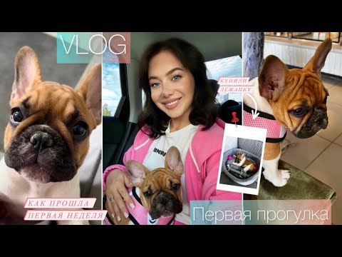 Видео: ФРАНЦУЗСКИЙ БУЛЬДОГ/Как прошла первая неделя/Первая прогулка/Vlog
