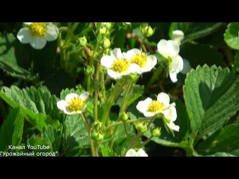 Видео: УСПЕЙТЕ СДЕЛАТЬ ЭТУ ПОДКОРМКУ КЛУБНИКЕ СЕЙЧАС!!!