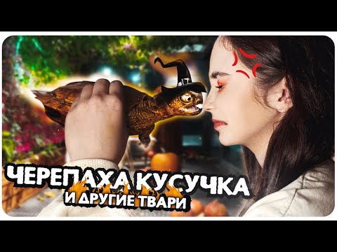 Видео: Обзор новых животных: черепахи, калоты, хамелеоны 🐢 Новинки Exo-Terra