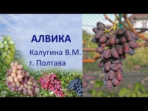 Видео: @Виноград 2019  Виноград Алвика  Отзыв о винограде