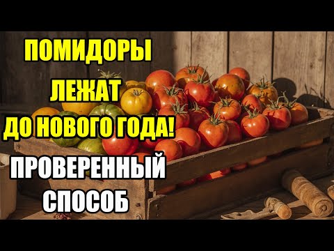 Видео: Как сохранить томаты свежими до Нового года – простые и надежные способы