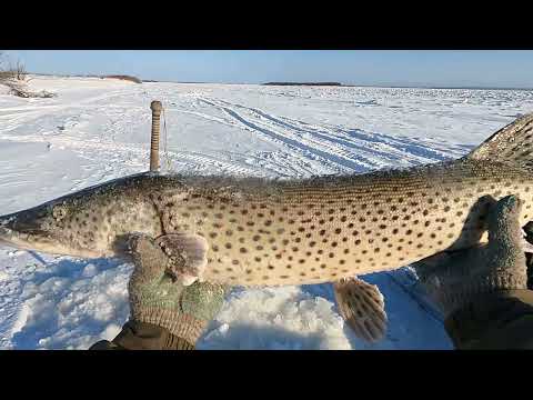Видео: Щуки атакуют до самого темна!