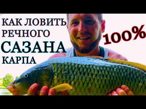 Видео: КАК ЛОВИТЬ РЕЧНОГО КАРПА,САЗАНА И АМУРА???ЛОВЛЯ КАРПА НА РЕКЕ ДНЕСТР САМАЯ УЛОВИСТАЯ СНАСТЬ НА КАРПА