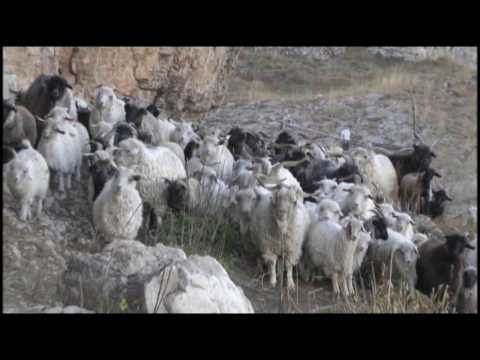 Видео: Левашинский район КФХ Ангор село Куппа