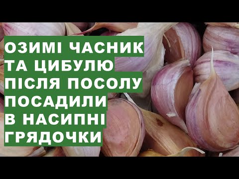 Видео: Посадка озимого часнику та цибулі восени із сіллю у насипні грядки