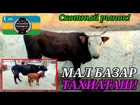 Видео: 07.11.25ж.МАЛ БАЗАР -СКОТНЫЙ РЫНОК #тахиаташ#каракалпакистан#бахалары#цены#бука#сыйыр#бык#коровы