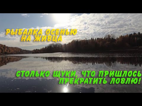 Видео: Столько щуки, что пришлось прекратить ловлю  Рыбалка осенью на живца