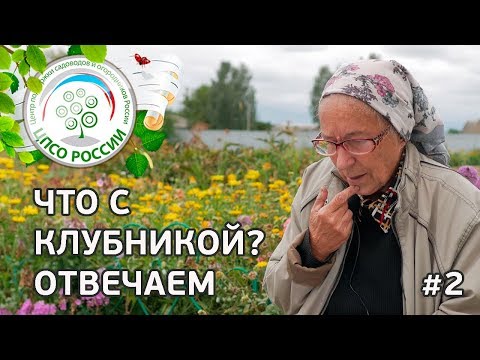 Видео: #2 🍓 ЧТО С КЛУБНИКОЙ??? ПОЧЕМУ СОХНУТ ЯГОДЫ НА КЛУБНИКЕ.