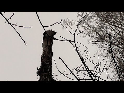 Видео: Охота с лайкой на куницу . Новый сезон  .