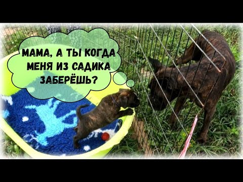 Видео: Первая прогулка щенков немецкого боксёра. 