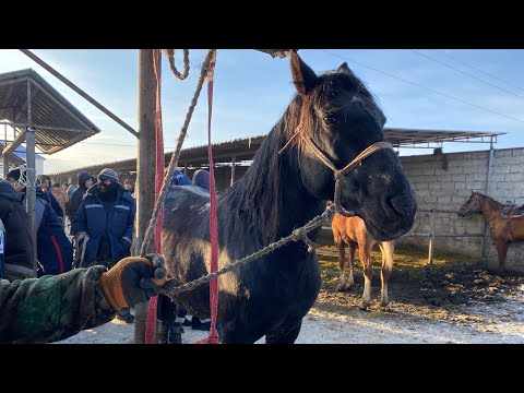 Видео: Туркестан Мал Базар Жылқы Айғыр Бие Байтал Тай Жабағы 4.02.2024