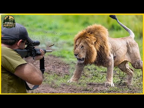 Видео: Выжить на охоте: отслеживание львов в опасном районе Тули в Ботсване | Инвазивные виды