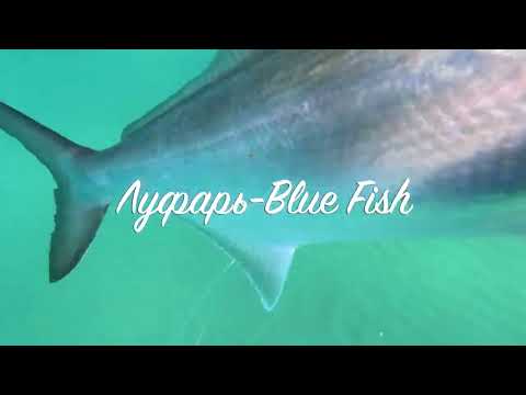 Видео: Морская подводная охота 2-3 октября.Blue fish delicacy caught in the sea!Pesca subacquea - ottobre!