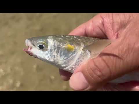 Видео: Рыбалка в июле на Каспий