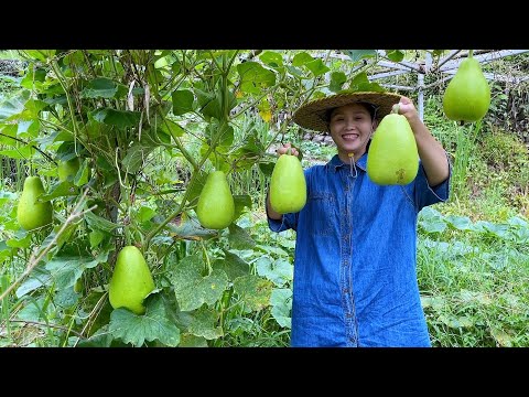 Видео: Пугуа так разрастается, что ты не можешь его доесть? Есть хорошие идеи?