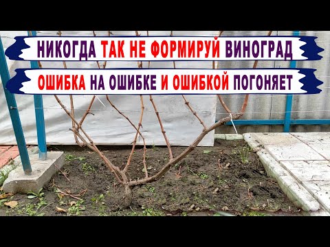 Видео: 🍇 Ошибка! Никогда ТАК НЕ ФОРМИРУЙ РУКАВА на винограде. Вот что будет с ЭТИМИ рукавами уже через год!