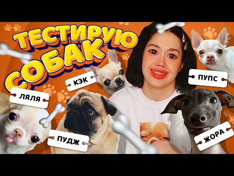 Видео: ТЕСТИРУЮ СВОИХ СОБАК НА ИНТЕЛЛЕКТ (и не только)