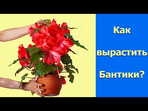 Видео: Как выращивать Бантики