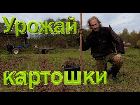 Видео: Сбор урожая картошки 2021