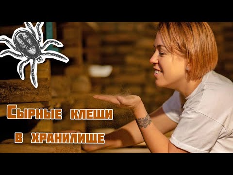 Видео: 🕷 Сырные клещи в хранилище🧀