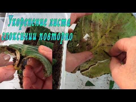 Видео: Укоренение листа глоксиний повторно