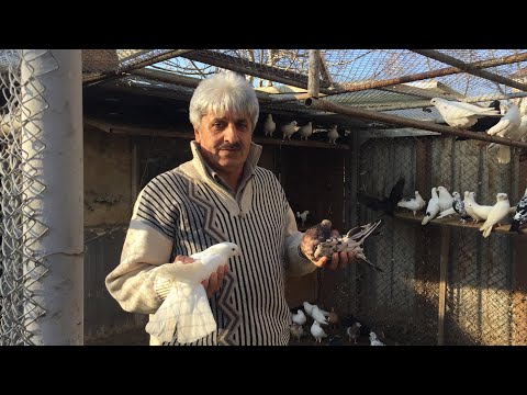 Видео: Бакинские Голуби Мубариза! Pigeons Baku Mubariz! Телефон для связи  📞 +79034434796. г Будённовск!