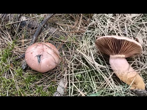 Видео: Из опыта приготовления мокрухи пурпуровой