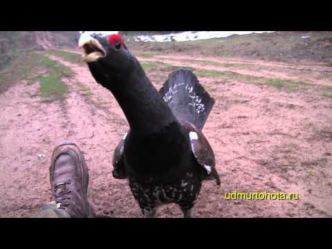 Видео: Храбрый глухарь 2 (Brave capercaillie 2)