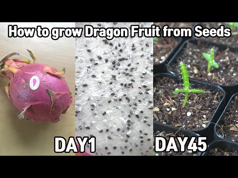 Видео: Как вырастить драконий фрукт из семян