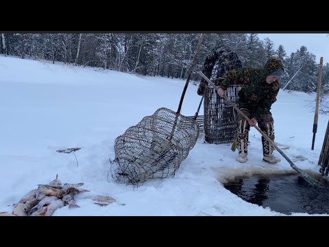 Видео: Рыбное озеро! 👀Часть 2. Кормлю оленей рыбой 🦌